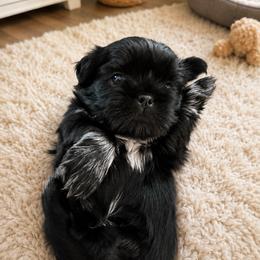 Chip - Black and white male Shih Tzu puppy in Kettering, Ohio from The Ruff Life Tribe
