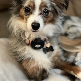 Miniature Australian Shepherd All Grown Up from ST Forest Aussies