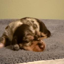 Frodo - Dapple male Dachshund puppy in Nampa, Idaho from 208 Wiener Wiggle Butts LLC