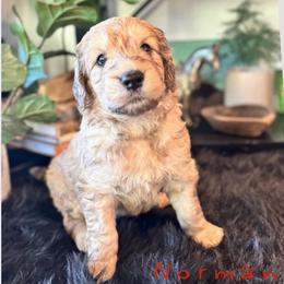 Norman Wade - Merle-sable male Saint Berdoodle puppy in Mesa, Arizona from Desert Bohunk Doodles and Branded Bullies