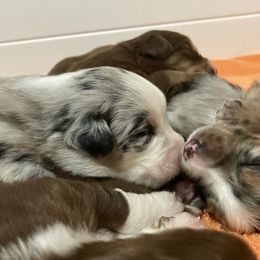 Miniature Australian Shepherd Puppies from Blue Skye's Miniature Australian Shepherds