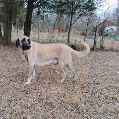 Ginger - Kangal