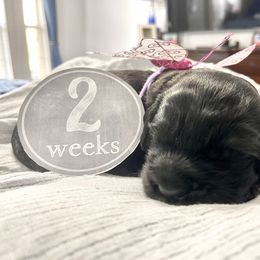 Goldendoodle Puppies from Only Loving Pups