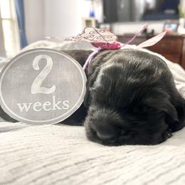 Goldendoodle Puppies from Only Loving Pups