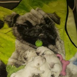 Girl 2 - White female West Highland White Terrier puppy in Cedaredge, Colorado from Bloom Puppies