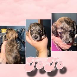 Jo Jo - Brindle female Dachshund puppy in Brazil, Indiana from King Duke Dachshunds