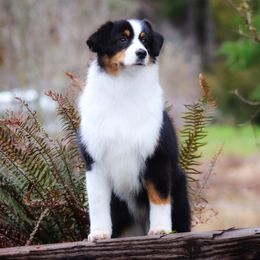 Bonbon - Miniature American Shepherd