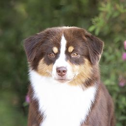 Beep - Miniature American Shepherd