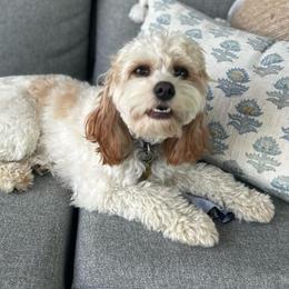 Poppie - Cavapoo