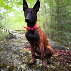 Belgian Malinois and Dutch Shepherd Puppies from Maine Working Dogs