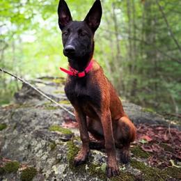 Belgian Malinois and Dutch Shepherd Puppies from Maine Working Dogs