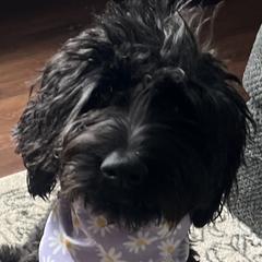 Kodak - Double Doodle