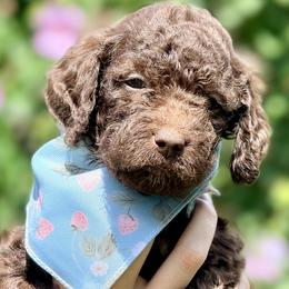 Chopper - Chocolate female Goldendoodle puppy in Dayton, Ohio from Perks Court Doodles