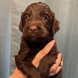 Green collar girl - Chocolate female Goldendoodle puppy in Fairfield, California from Twin Sisters Doodles