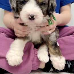 Bernedoodle, Bernese Mountain Dog, and Poodle Puppies from Bubbling Springs Doodles, LLC
