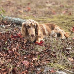 Posie 💐 - Dachshund
