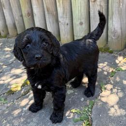 Choosing name - Black female Goldendoodle puppy in Monument, Colorado from Colorado Dreamin Doodles