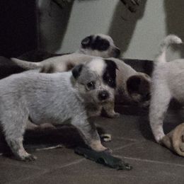 Violet - Blue female Australian Cattle Dog puppy in Canton, Pennsylvania from DNB Heelers