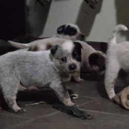 Violet - Blue female Australian Cattle Dog puppy in Canton, Pennsylvania from DNB Heelers