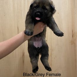 German Shepherd Puppies from Vom Jazzigen Haus