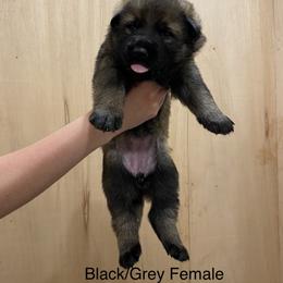 German Shepherd Puppies from Vom Jazzigen Haus