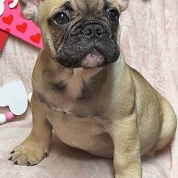 French Bulldog Puppies from Priscilla's Frenchies