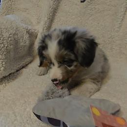 Australian Shepherd Puppies from Sharon's Australian Shepherds