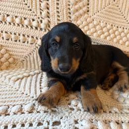 Spring Brook Son of Jolene SL - Black and tan male Dachshund puppy in New Ross, Indiana from Spring Brook Farms, LLC