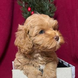 Saffron - CF0557 - Caramel red female Australian Labradoodle puppy in Easley, South Carolina from Royal Diamond Labradoodles