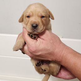 Dark blue collar male - Yellow male Labrador Retriever puppy in Hebron, Kentucky from Top Notches Labrador Retrievers