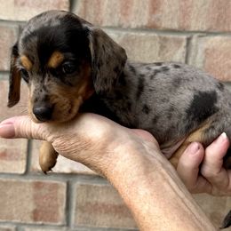 Thunder - Dapple male Dachshund puppy in Mesquite, Texas from AB Dachshund