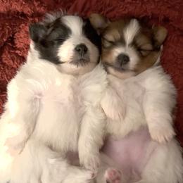 Pomeranian Puppies from ThePomPack
