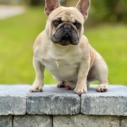 LJ - French Bulldog