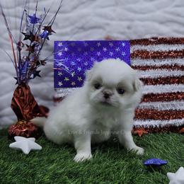 Private - Lemon and white male Japanese Chin puppy in Johnson City, Tennessee from Erin & Friends Japanese Chin