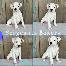 Tsunami - White male Boxer puppy in Madisonville, Texas from Sergeant's Boxers