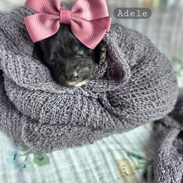 Adele - female Cavapoochon puppy in Bullard, Texas from Cavapoochon Central LLC