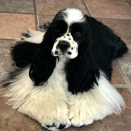 Cocker Spaniels from Lakota Cockers