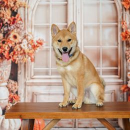 Shiba Inu Puppies from Bluebonnet Shibas
