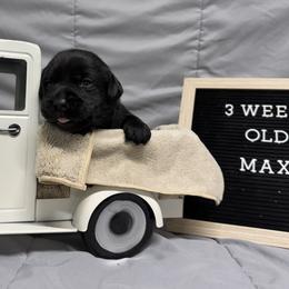 2nd pick Black Female - Black female Labrador Retriever puppy in Farmington, Missouri from Granite Creek Kennel