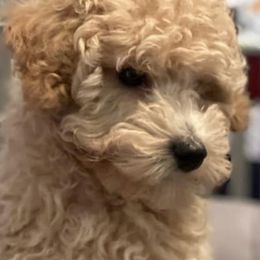 Assorted Doodle Crosses, Cotons de Tulear, Miniature Schnauzers, Poodles, and Schnoodles from A Bundle of Love