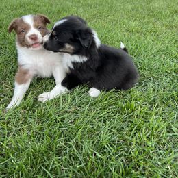 Border Collie Puppies from Pineview Farm