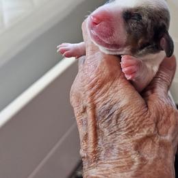 Marshmallow - Piebald Dachshund puppy in Sarasota County, Florida from Donna's Mini Joys
