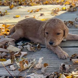 Labradoodle Puppies from Echoing Meadows