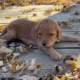 Labradoodle Puppies from Echoing Meadows