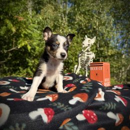 Caramel - Tri-color female Border Collie puppy in Alexander, Maine from High Velocity Stockdogs