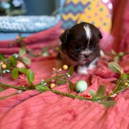 Jack - Sable and white male Shih Tzu puppy in Bradley, South Carolina from Katie’s Kennel