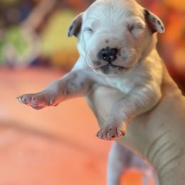 3rd pick female - White and liver brown female Dalmatian puppy in Lake Mathews, California from Bully Market