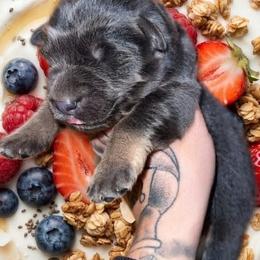 Yogurt - Blue female German Shepherd puppy in Fort Jennings, Ohio from Von Holtzapple German shepherds