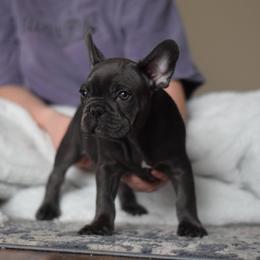 French Bulldog Puppies from Poppy’s Frenchies