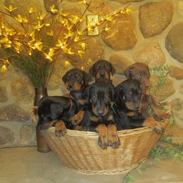 Doberman Pinscher Puppies from Laurel Vail